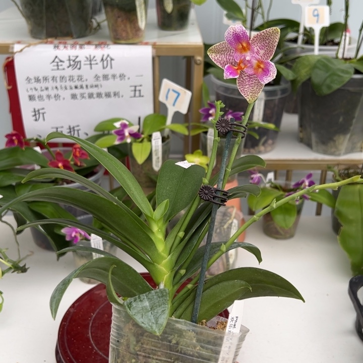 完全开放3.5寸杯非常奇特欢乐童话