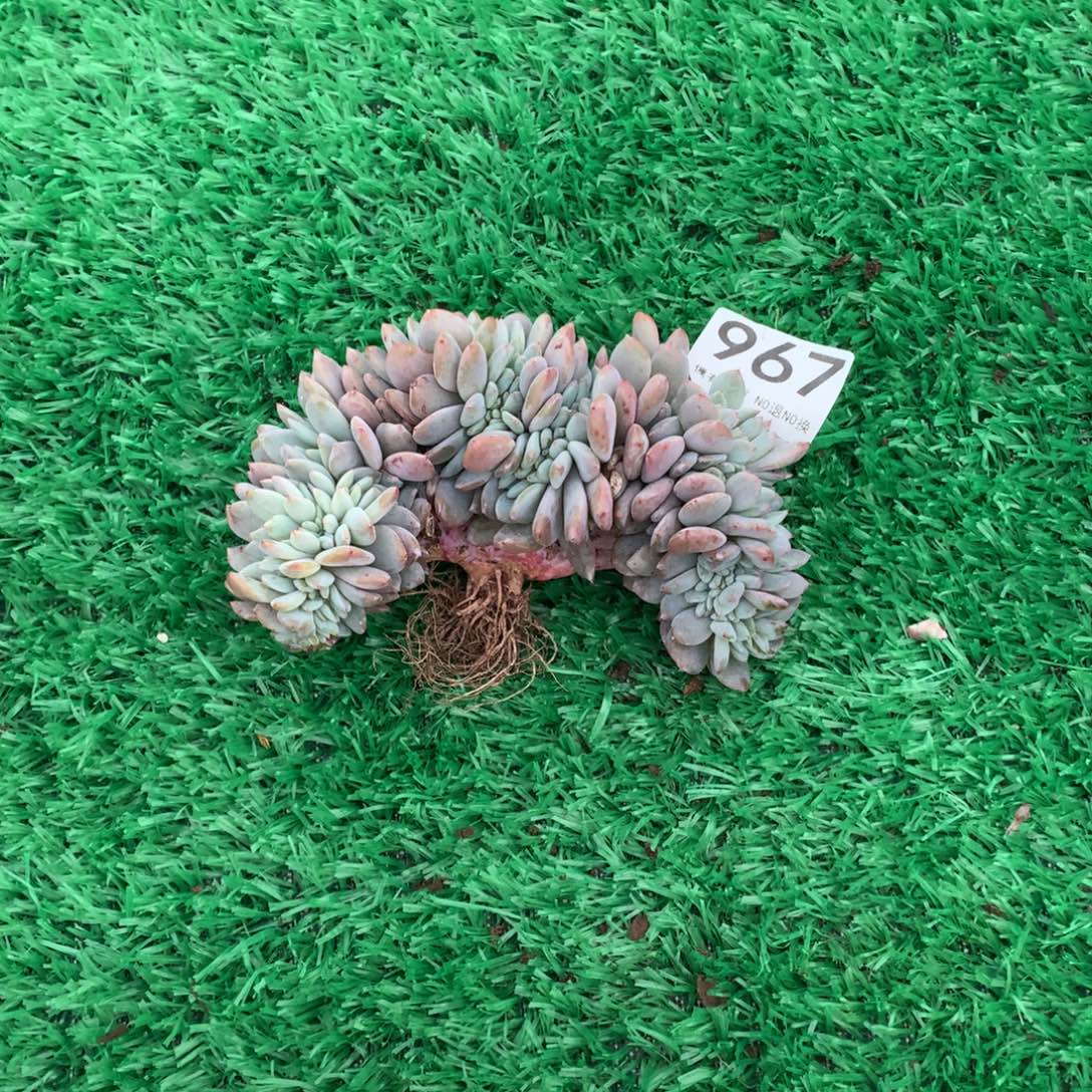 967橙子缀多肉植物