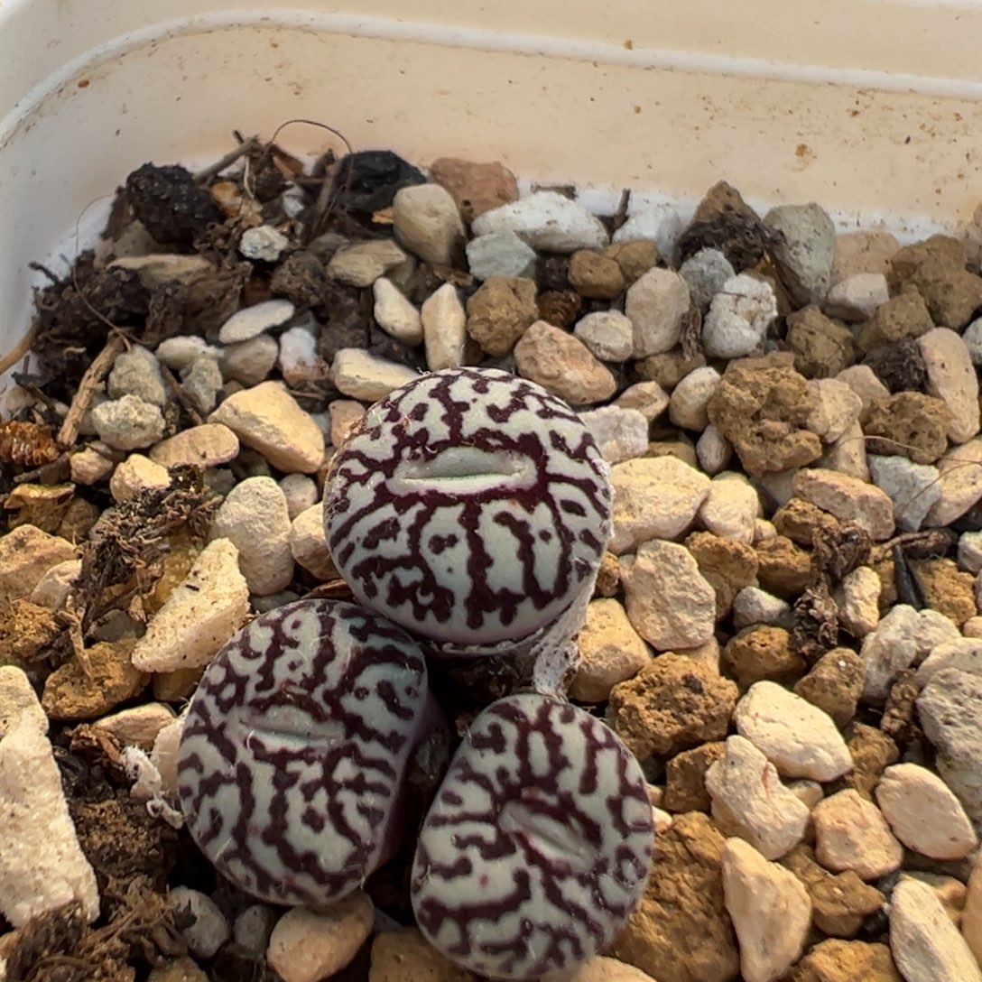 40多肉植物百科植物