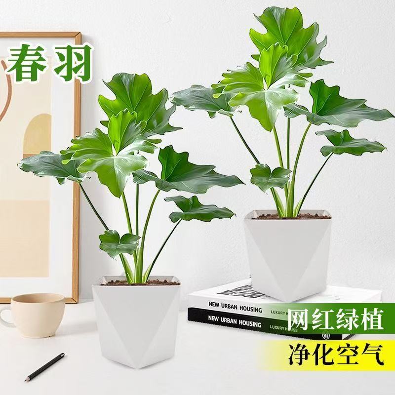 春羽春雨盆栽小天使绿植盆栽大叶室内花卉好养龟背竹水培绿植花卉