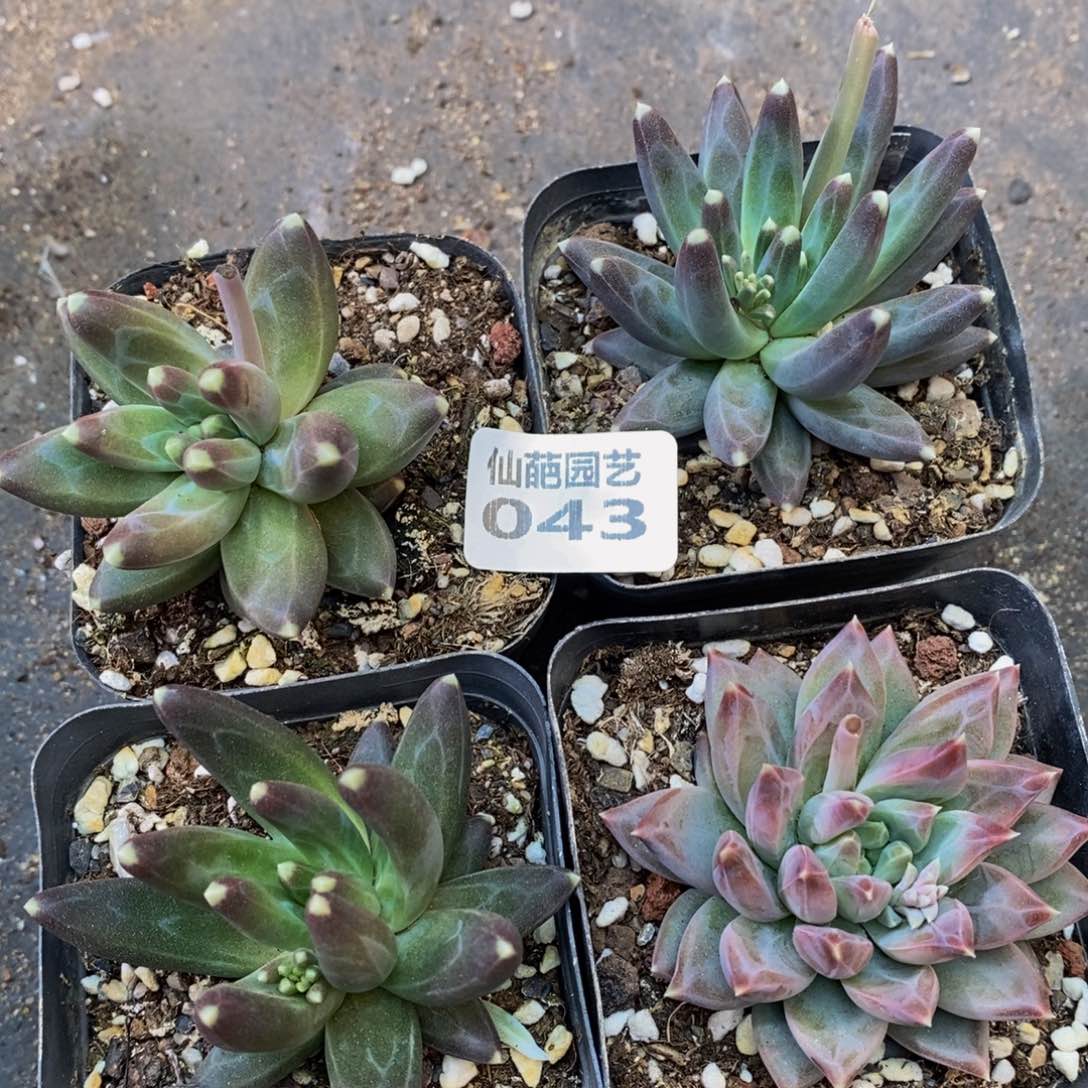 043的人和我一起看