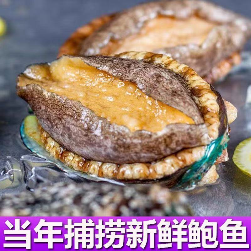 【顺丰明天到】正宗东山岛大鲍鱼6.5cm活冻新鲜皇金鲍贝壳海鲜