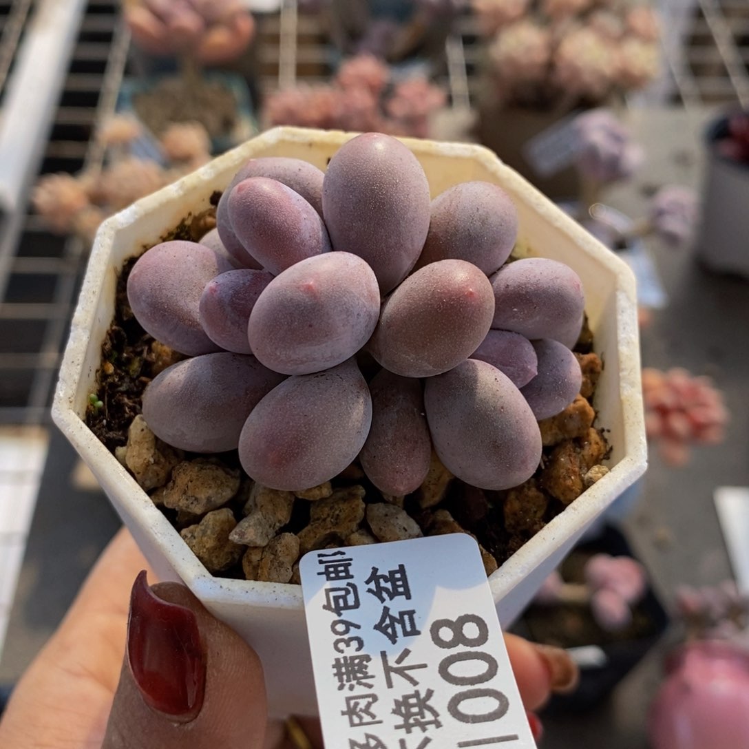 糖豆008。/5cm多肉