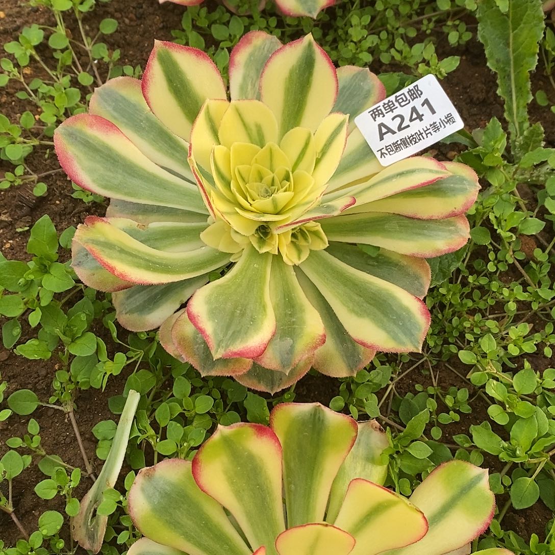 241荔枝多肉法师锦多肉