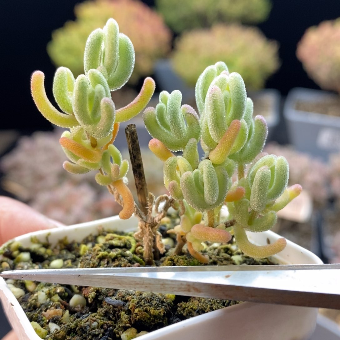 706白闪光，5.5厘米盆