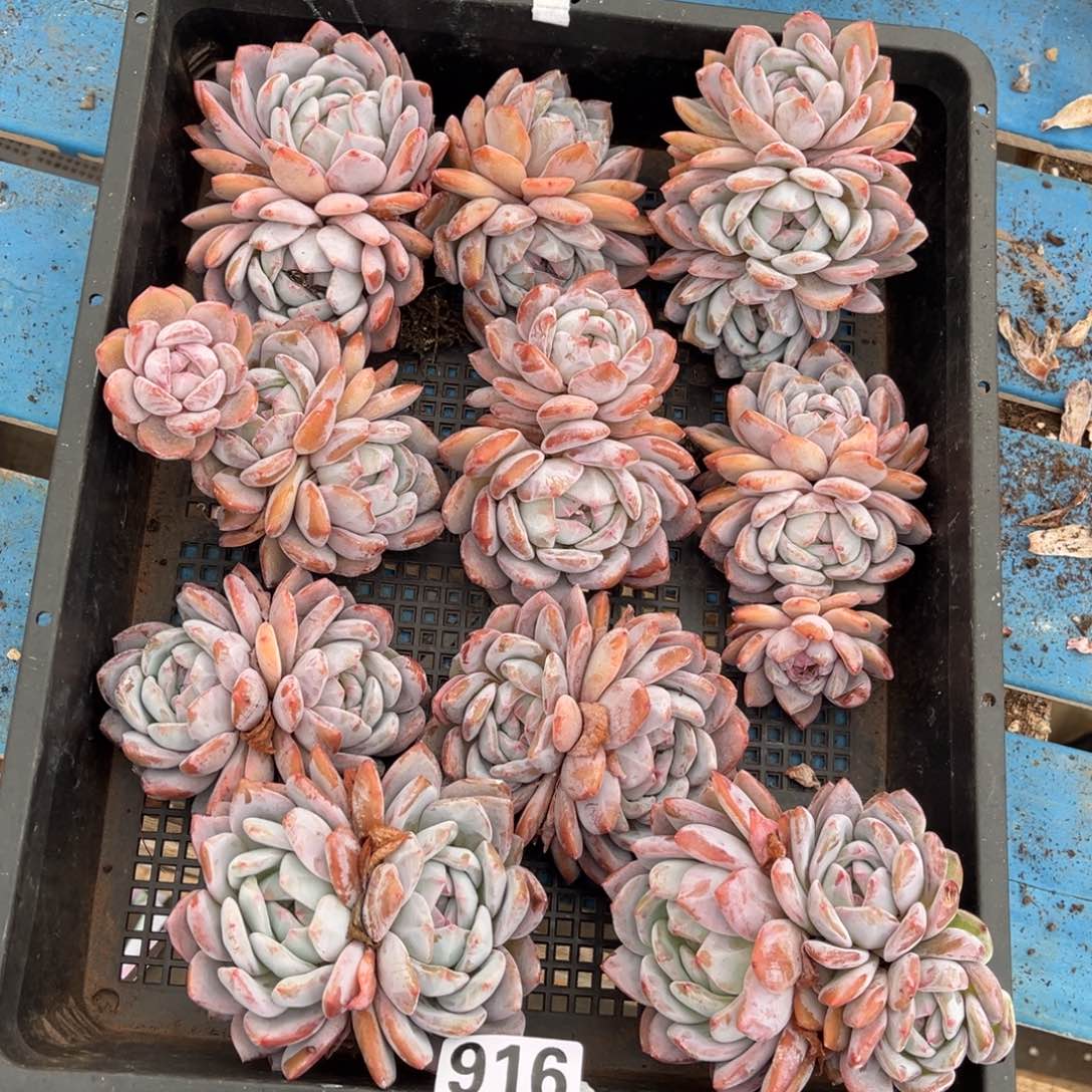 916号新疆西藏内蒙古不包邮
