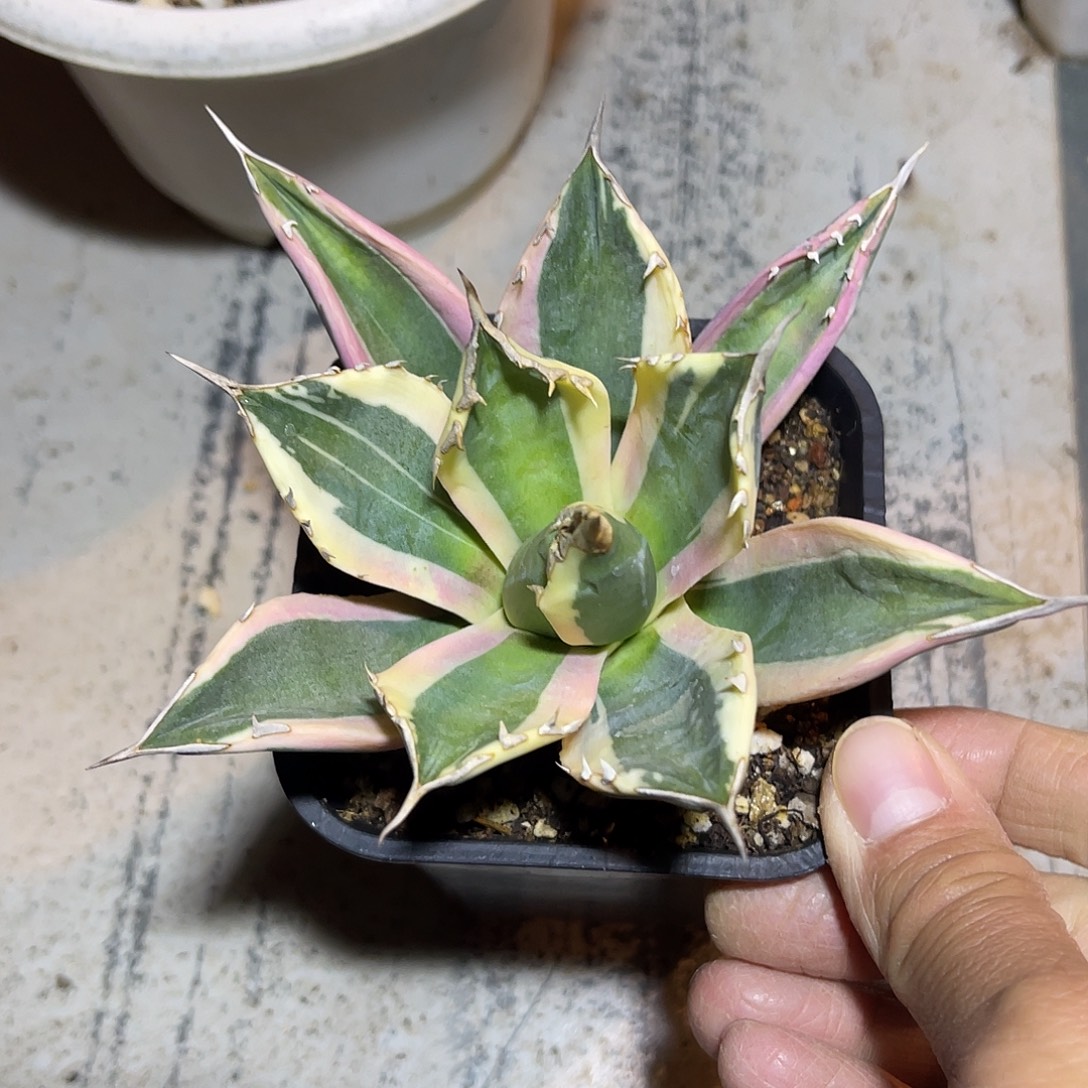 龅牙锦龙舌兰脱土发