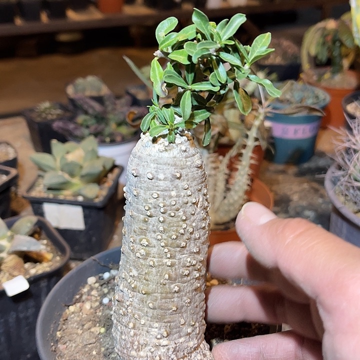 满38包邮2天凑单，脱土晾根发货多肉植物