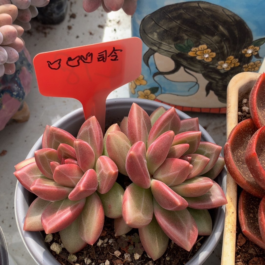 迷雾泡泡哦啊727277272