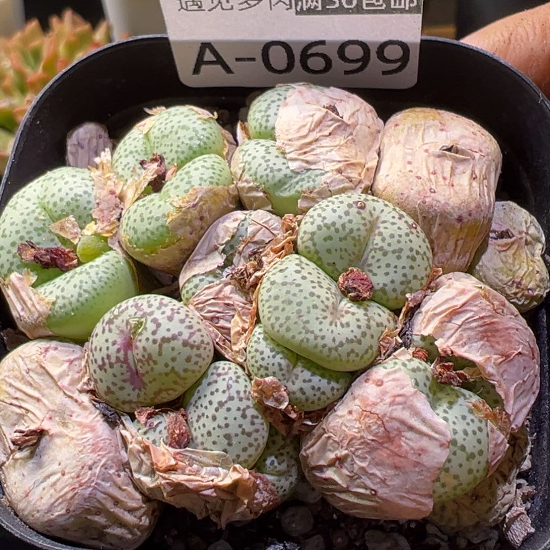 多肉植物111111111111111