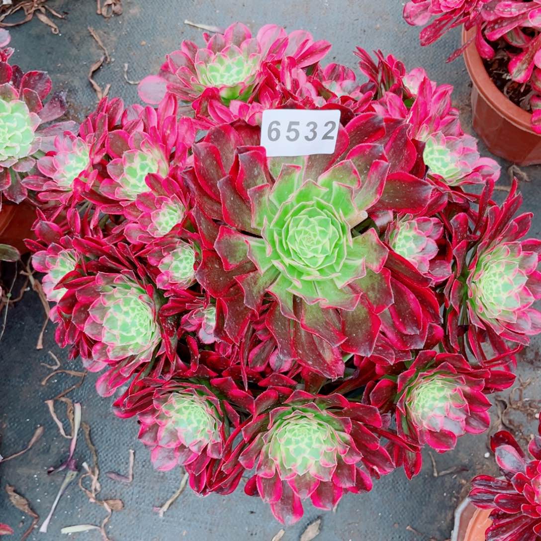 心*雪天合多肉发货发货