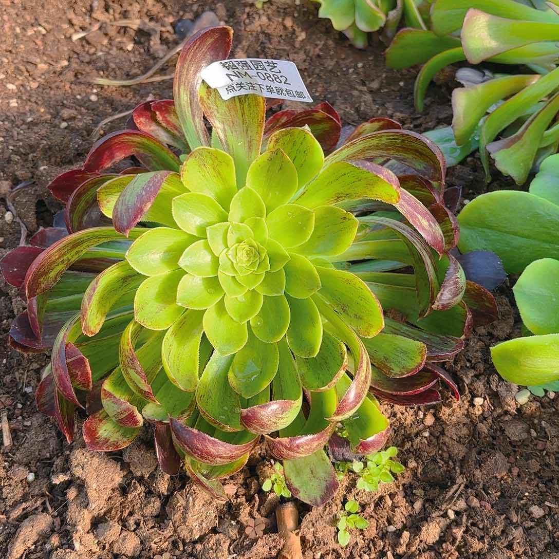 花脸多肉植物882