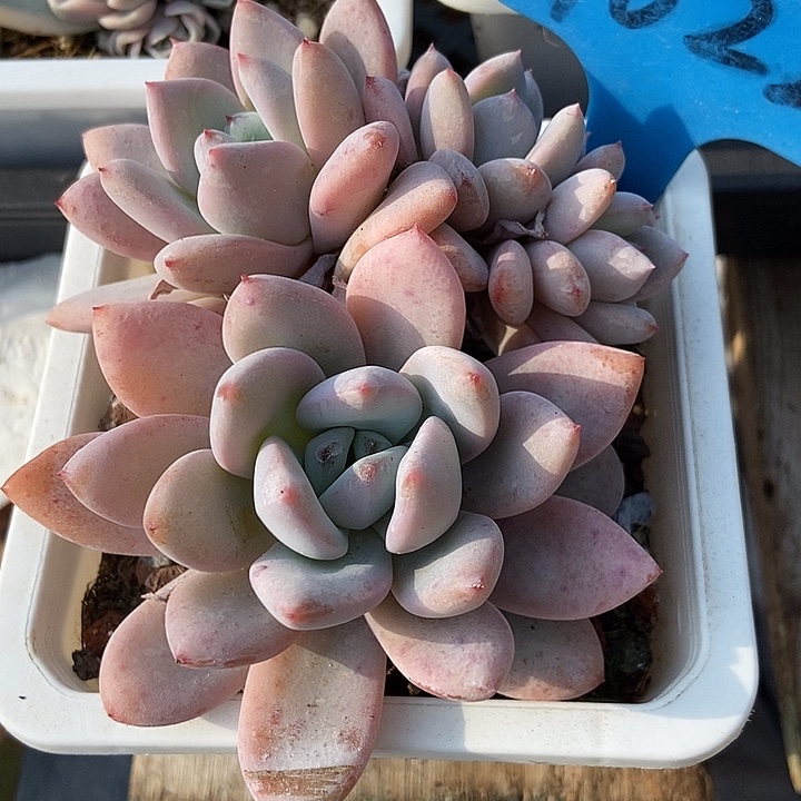 多肉植物星星雪1022多肉