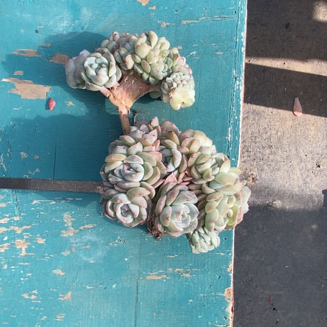 恭喜发财 恭喜发财
