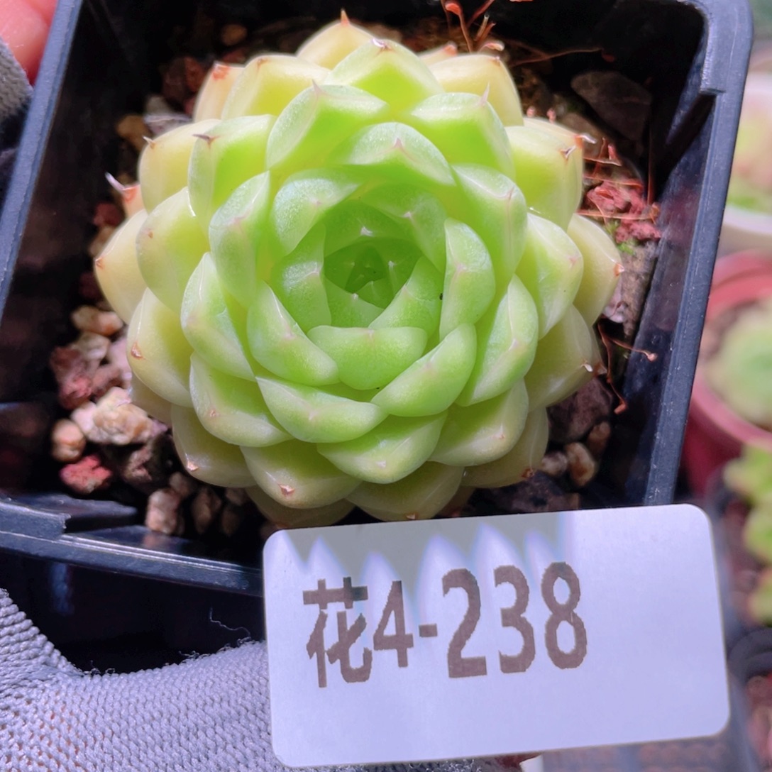 花利美4-238麦秆 