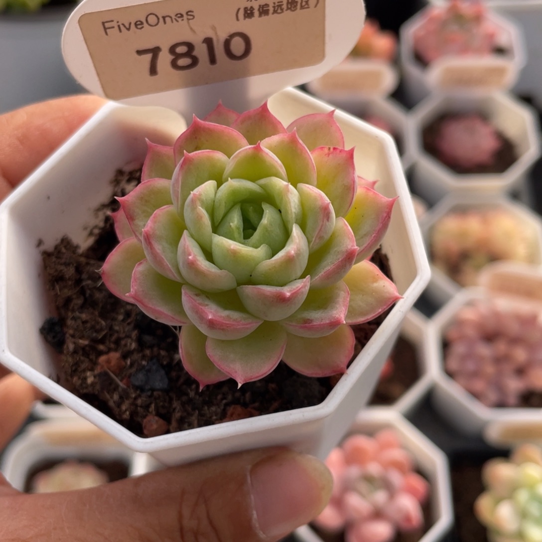 酸橙辣椒7810-4.5厘米