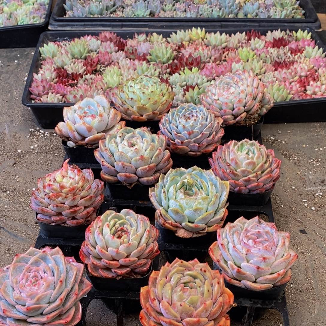 474多肉植物保护研究所所长助理