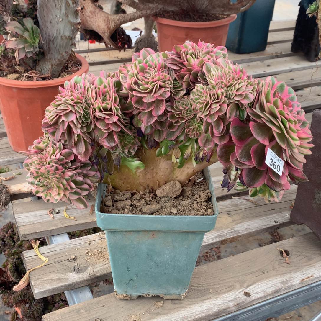 360荔枝缀化一颗