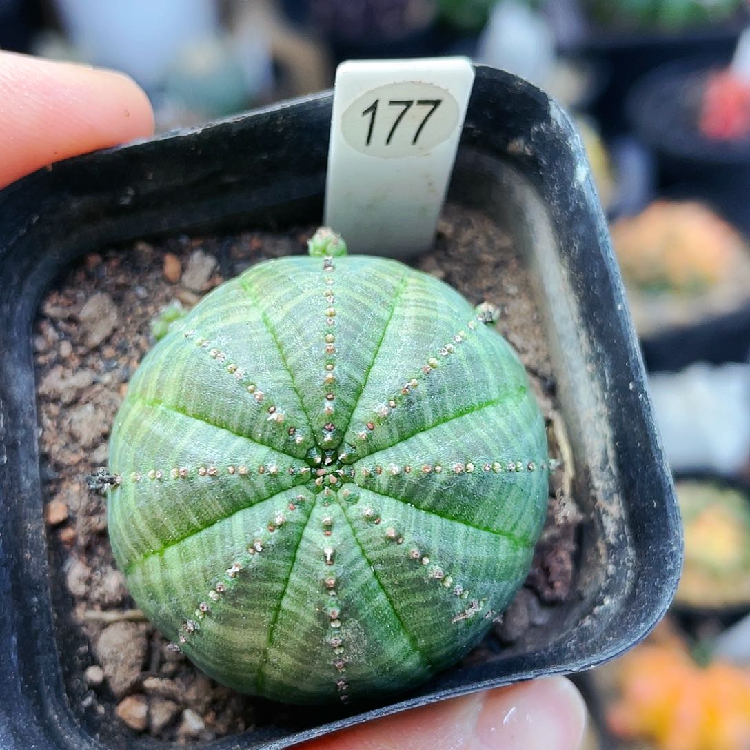 欧布非偏远地区满25包邮仙人球