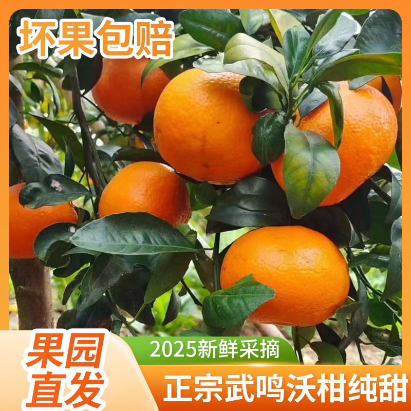 正宗武鸣新鲜沃柑清甜多汁果园直发果肉饱满新鲜采摘沃柑皮薄肉嫩