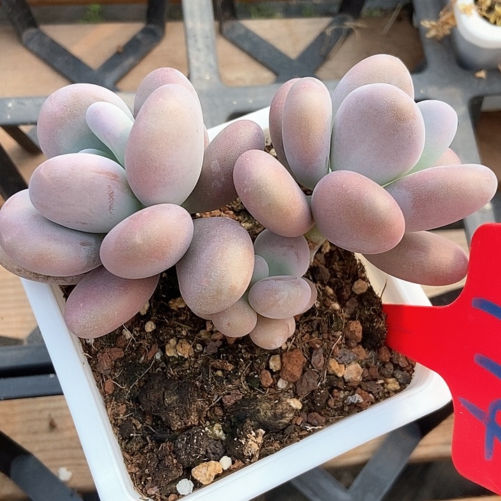 多肉植物达摩奶974