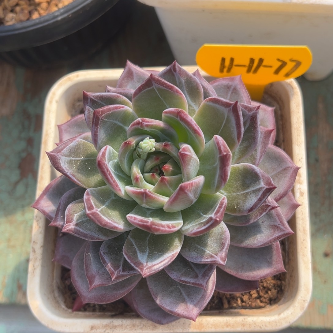 11-11-77紫雪多肉植物