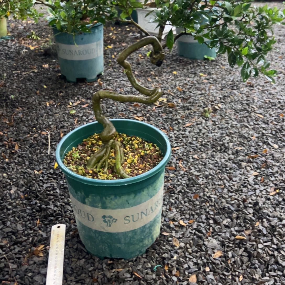 路***无花朵栀子花盆景老桩