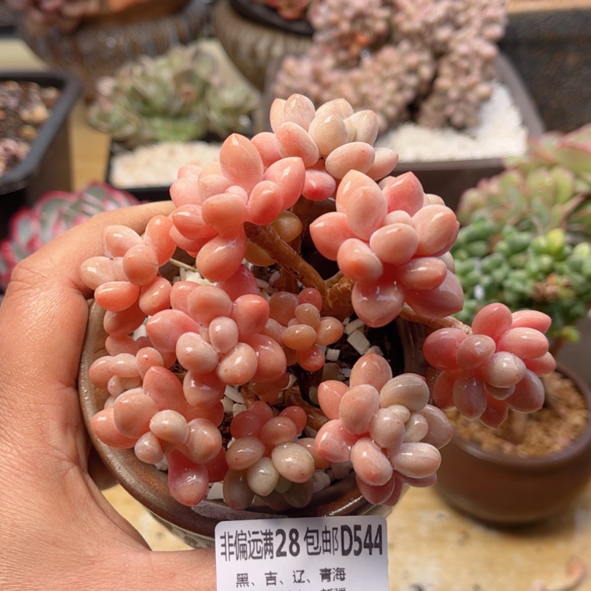 【闪购商品】544鱼子酱