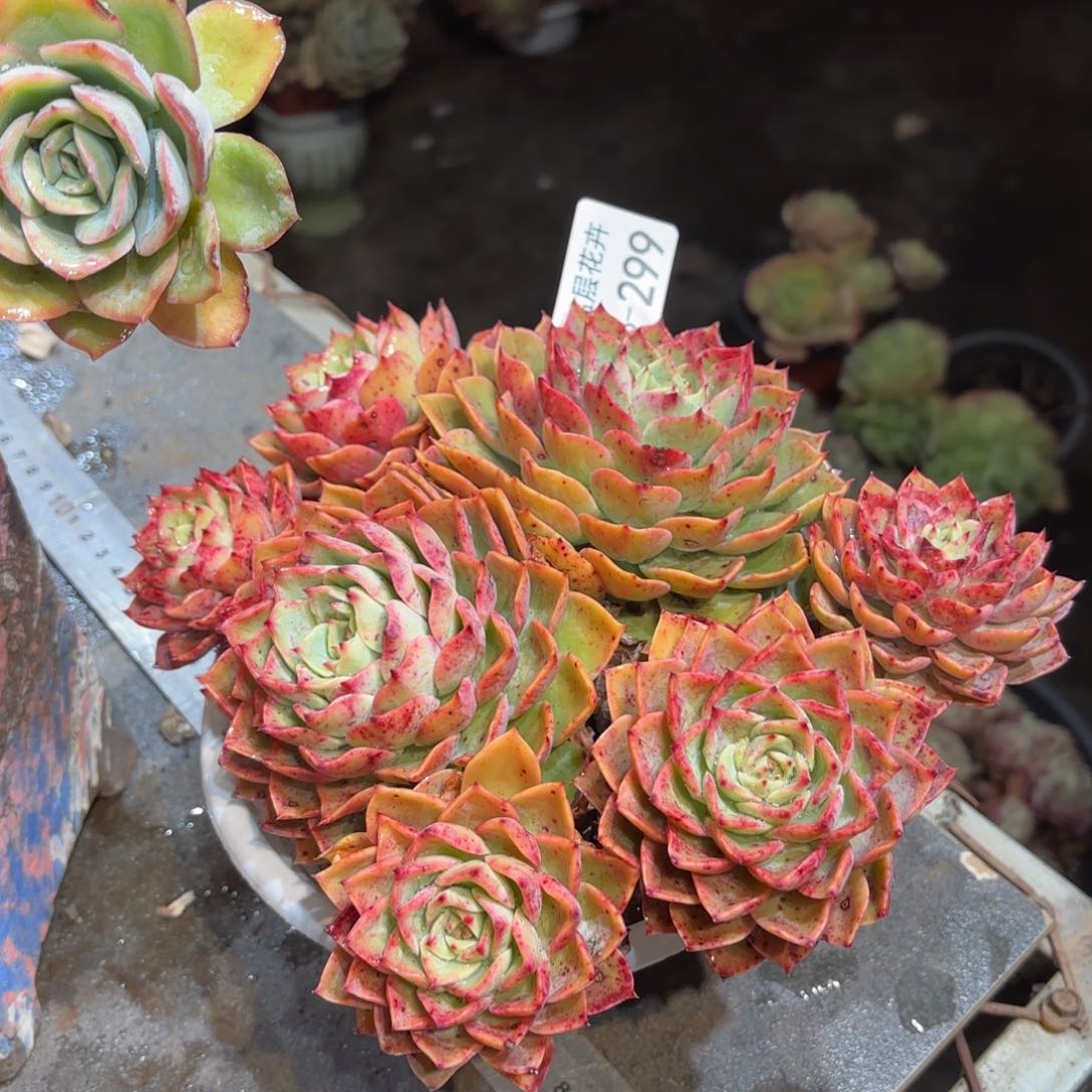 同温层多肉贝拉多娜299