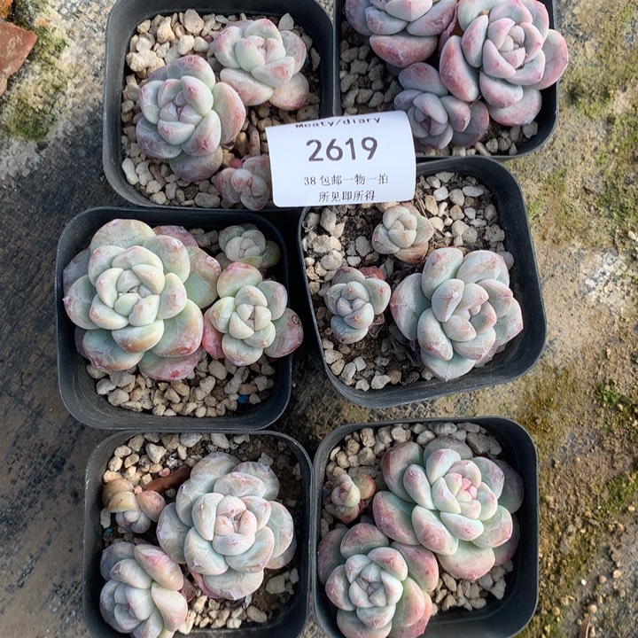 2619冰玉六颗脱土包邮
