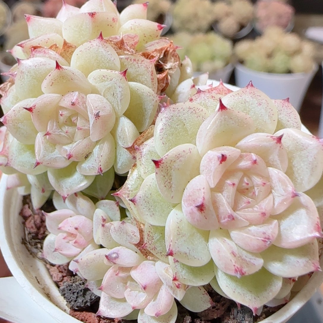 花语多肉1226-92魔仙朵朵散