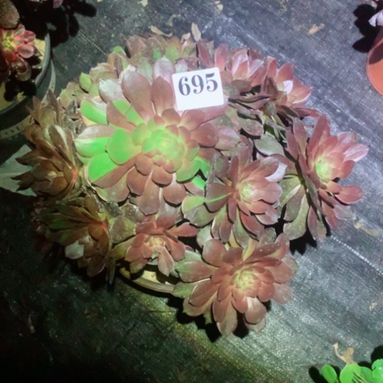 招*喵多肉植物万灰695