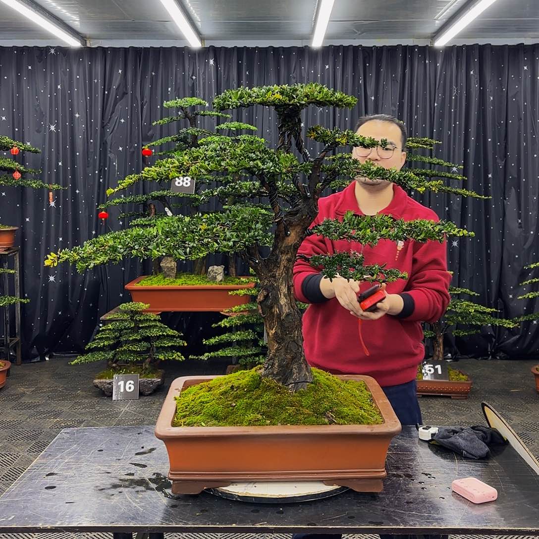 珍珠红芽罗汉松造型盆景