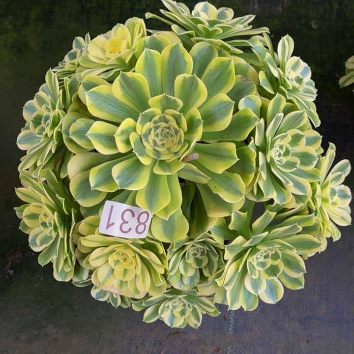 000000000831绿豆沙多肉植物