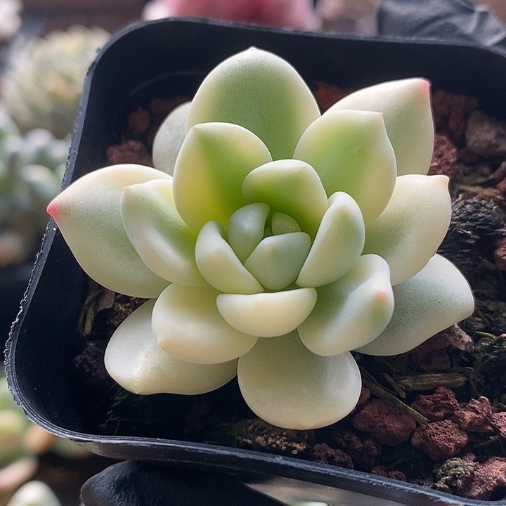 ‘***摇忘舒锦多肉植物多肉