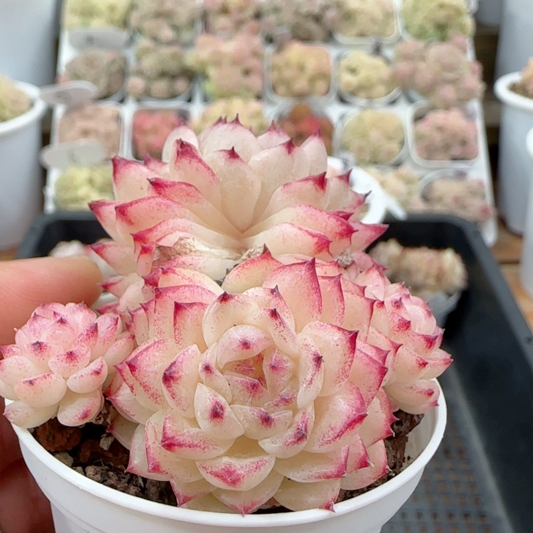 【闪购商品】0128-7小魔仙