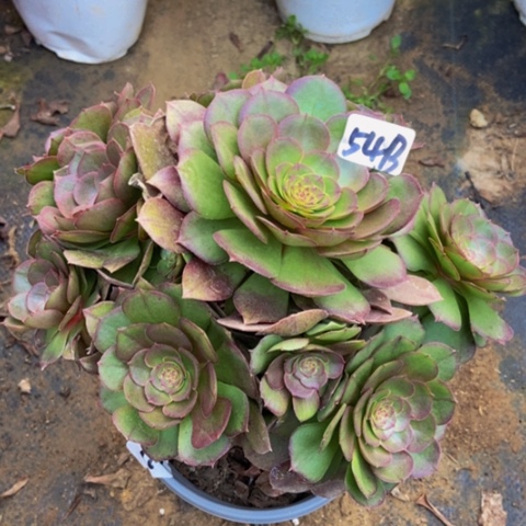 红心万圣节54多肉不包断