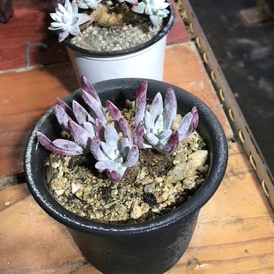 韩货原种仙女棒杯