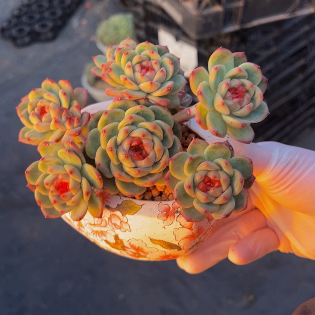 旺***6天天开心天天开心