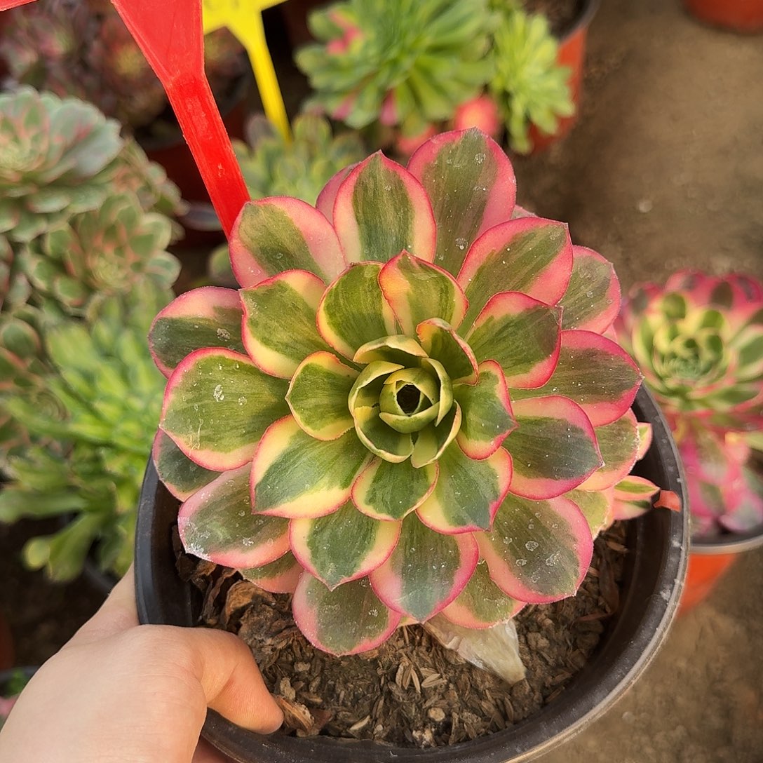 4157如意多肉法师铭文