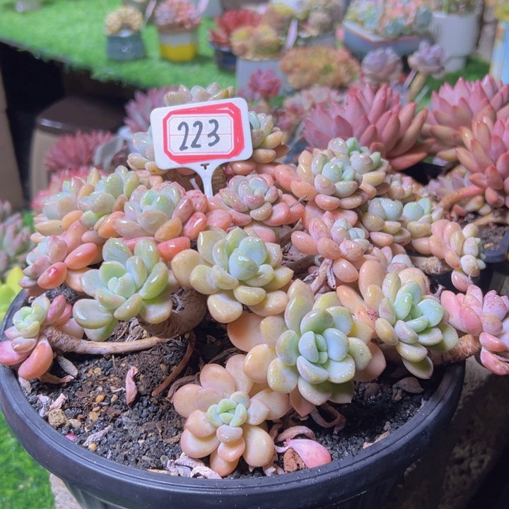 濮***通223老桩花斑鹿微瑕45