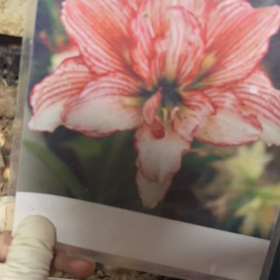 当前无花栽培后可以开花倾城之恋6厘米裸根球