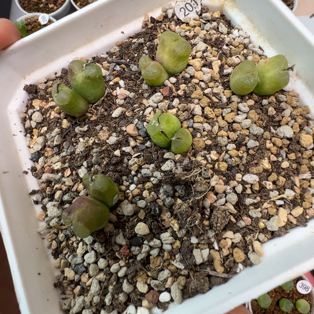 双头雪茄一颗脱土2010000