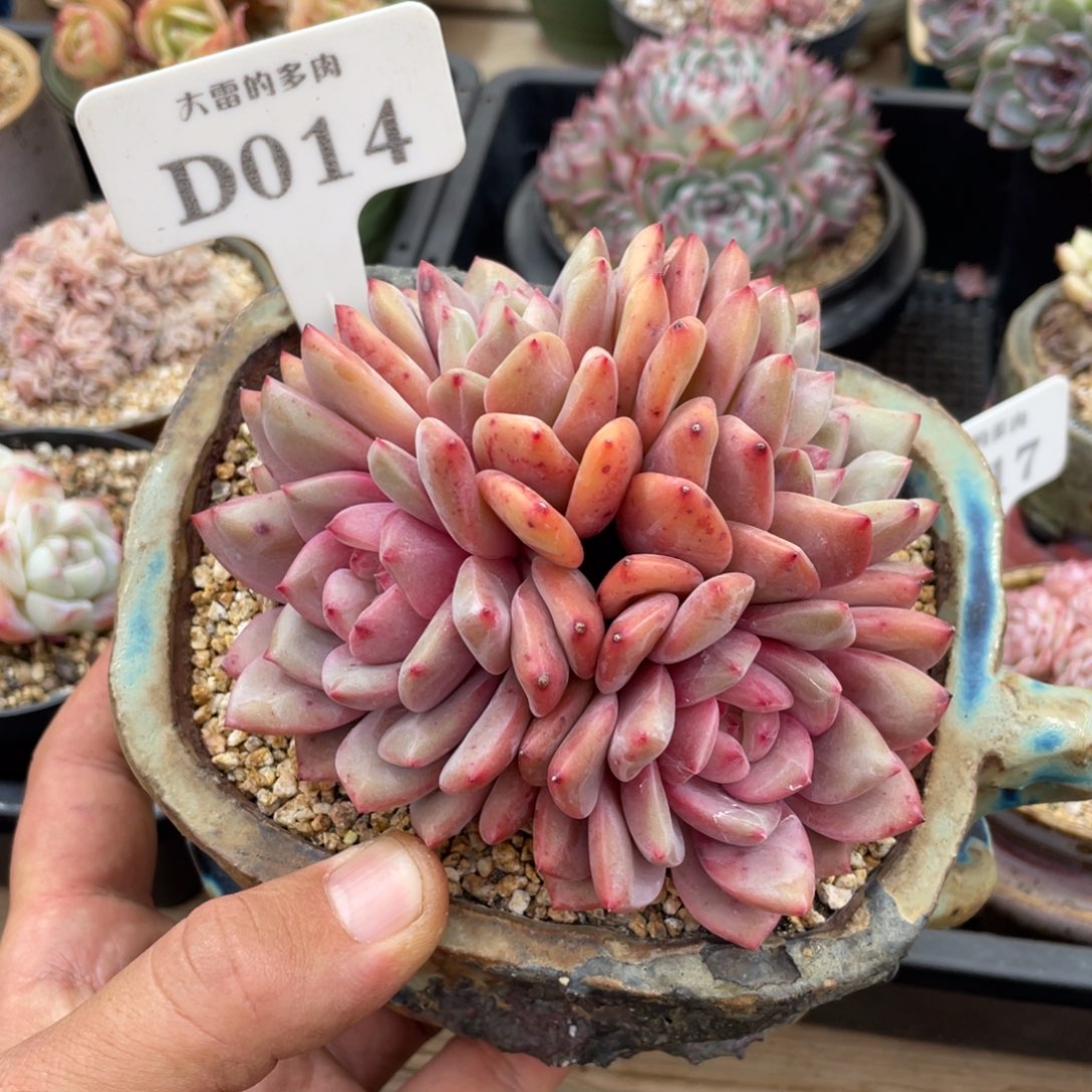 014爱丽儿不带盆10厘米