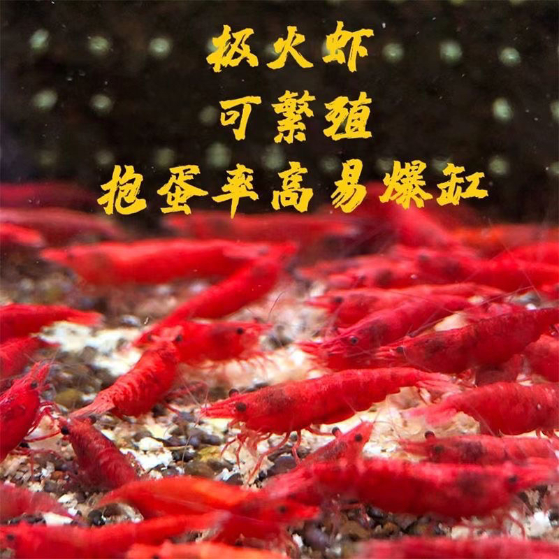 极火虾批发观赏虾淡水除藻虾樱花猩红玛丽正品集火虾清洁观赏小虾