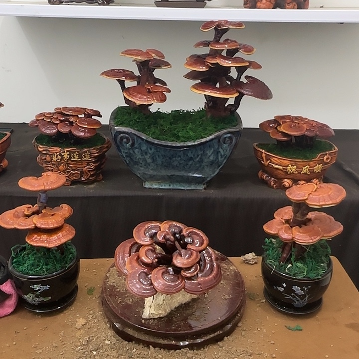 ໑****无花朵灵芝盆景居家盆景