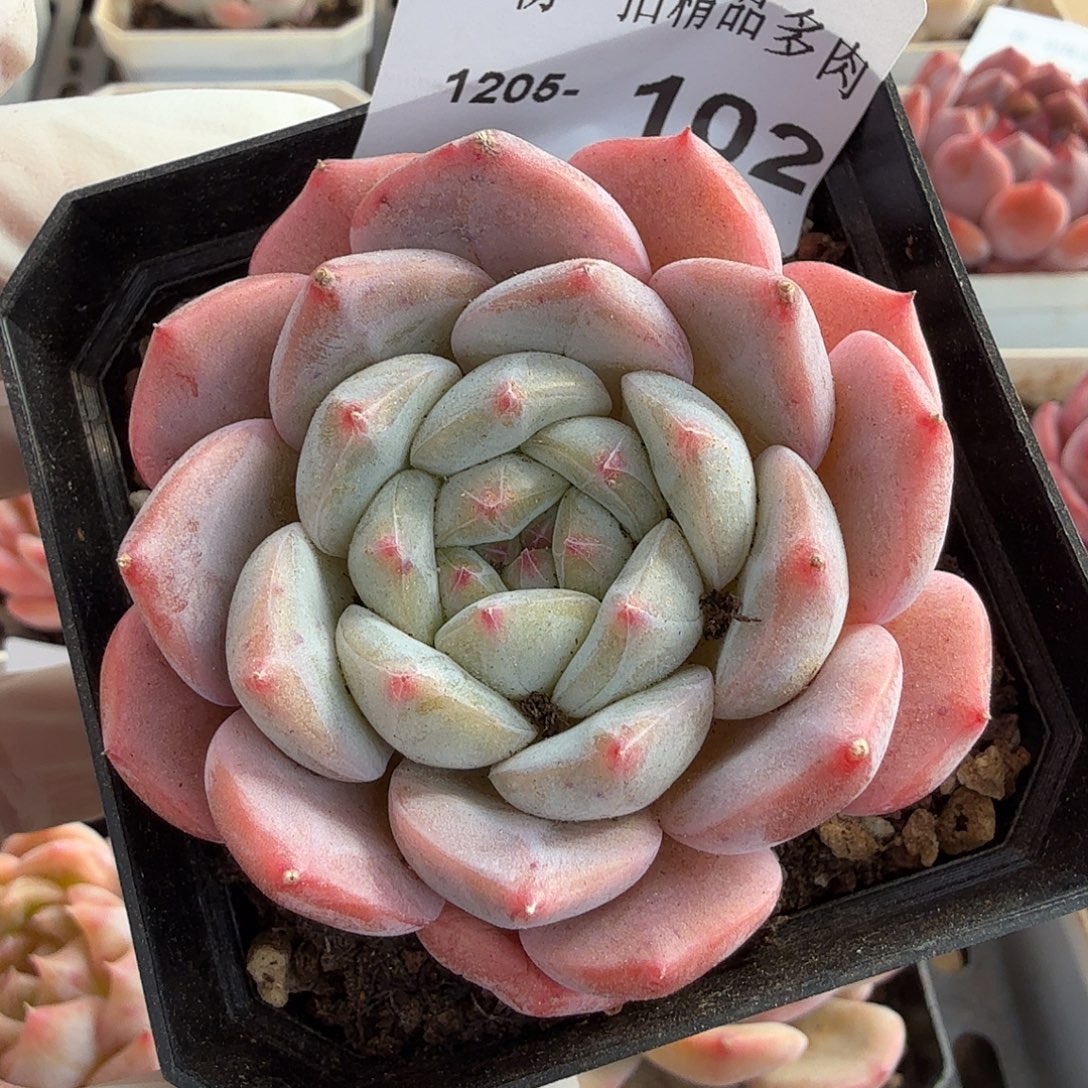 1205-102单颗多肉一物一拍