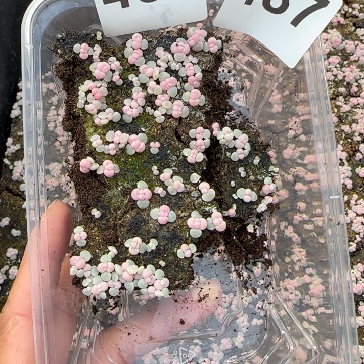 5***0486 号王者系列珍妮一盒