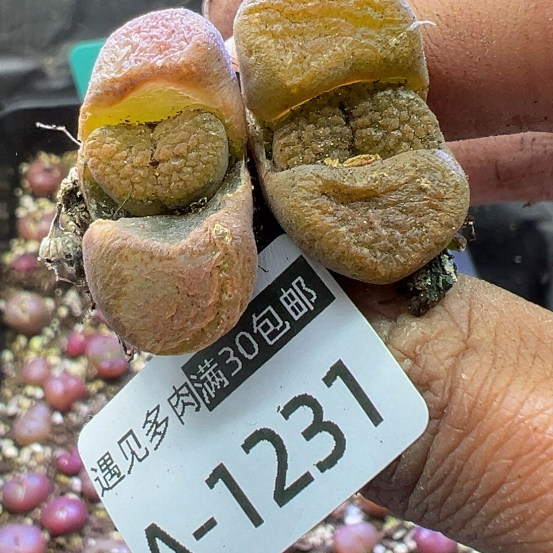多肉植物111111111111111111