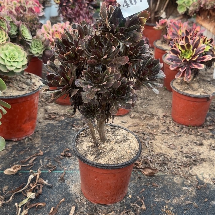 467两单包邮灰法师。       